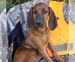 Small #1 Redbone Coonhound