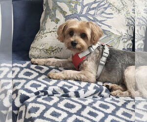 Mutt Dogs for adoption in Allentown,, PA, USA