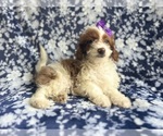Small #1 Cavapoo