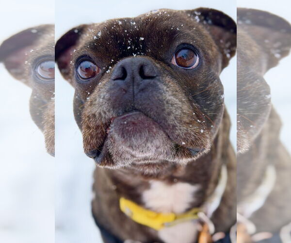 Medium Photo #3 French Bulldog-Unknown Mix Puppy For Sale in West Cornwall, CT, USA
