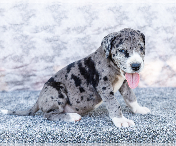 Medium Photo #9 Great Dane Puppy For Sale in WAKARUSA, IN, USA