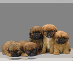 Small Photo #5 Shih Tzu Puppy For Sale in SAN DIEGO, CA, USA