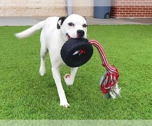 American Staffordshire Terrier-Unknown Mix Dogs for adoption in Grand Prairie, TX, USA