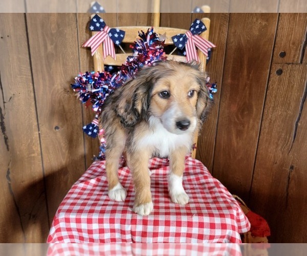 Medium Photo #6 Bernedoodle (Miniature) Puppy For Sale in BLACK FOREST, CO, USA