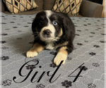 Small Photo #114 Miniature Australian Shepherd Puppy For Sale in SALISBURY, NC, USA