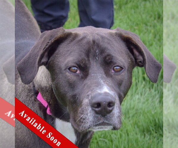 Medium Photo #1 American Bulldog-Labrador Retriever Mix Puppy For Sale in Huntley, IL, USA