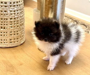 Pomeranian Puppy for sale in WEST SACRAMENTO, CA, USA