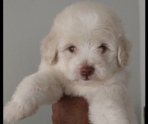 Maltipoo-Poodle (Miniature) Mix Puppy for sale in SELMA, AL, USA