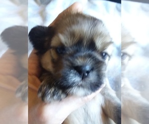 Lhasa Apso Puppy for sale in BELL, FL, USA