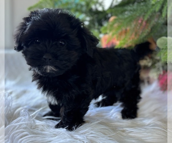 Medium Photo #4 Morkie Puppy For Sale in ROCK STREAM, NY, USA