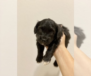 Bernese Mountain Dog-Doodle Mix Puppy for sale in LAKE ELSINORE, CA, USA