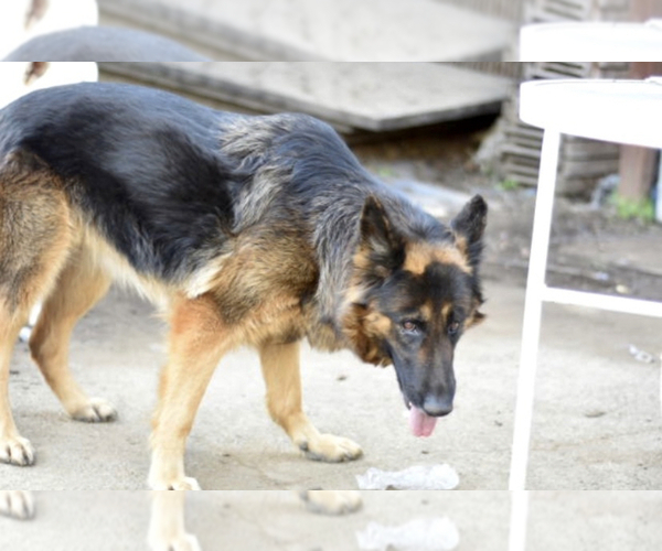 Medium Photo #8 German Shepherd Dog Puppy For Sale in LOS GATOS, CA, USA