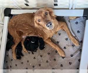 Mother of the Goldendoodle puppies born on 12/12/2022