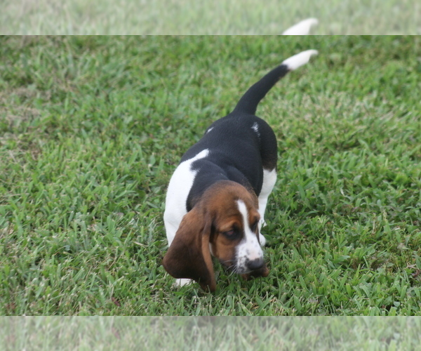 Medium Photo #2 Basset Hound Puppy For Sale in MEMPHIS, MO, USA
