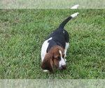 Small #1 Basset Hound