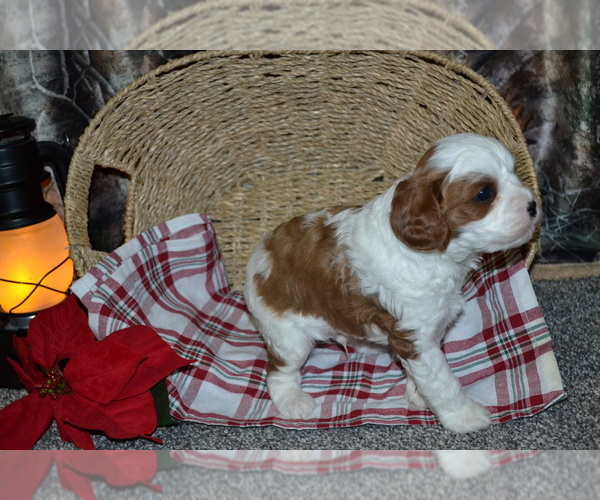 Medium Photo #2 Cavapoo (Miniature) Puppy For Sale in GREENWOOD, WI, USA