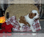 Small #1 Cavapoo (Miniature)