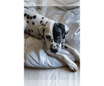 Puppy 5 Dalmatian