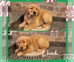 Small Photo #1 Golden Retriever Puppy For Sale in SENECA FALLS, NY, USA