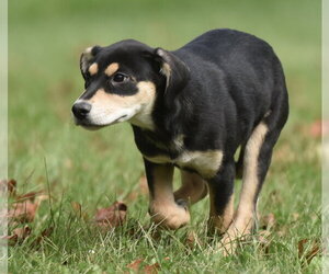 Tweeny - Female Australian Shepherd-Unknown Mix Dog for Adoption - Photo #4