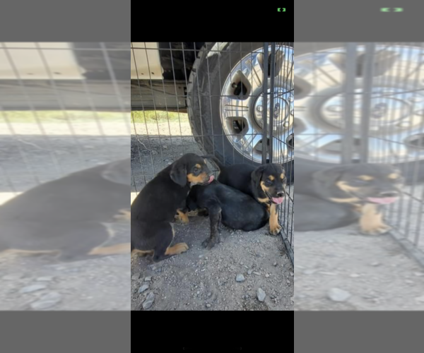 Medium Photo #5 Cane Corso Puppy For Sale in ALBUQUERQUE, NM, USA