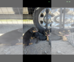 Small Photo #5 Cane Corso Puppy For Sale in ALBUQUERQUE, NM, USA