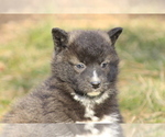 Puppy 4 Wolf Hybrid