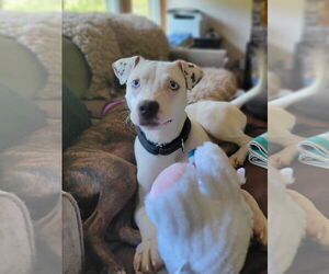 American Pit Bull Terrier-American Staffordshire Terrier Mix Dogs for adoption in Wenonah, NJ, USA