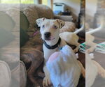 Small American Pit Bull Terrier-American Staffordshire Terrier Mix