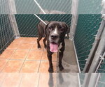 BROLY - Male Mutt Dog for Adoption - Small photo