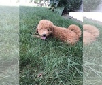 Small Photo #5 Labradoodle-Poodle (Miniature) Mix Puppy For Sale in BOWLING GREEN, KY, USA