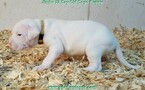 Small Photo #81 Dogo Argentino Puppy For Sale in JANE, MO, USA