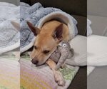Small #5 Mutt