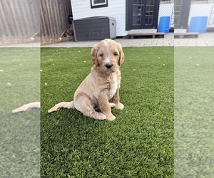 Goldendoodle Puppy for Sale in OAKLAND, California USA