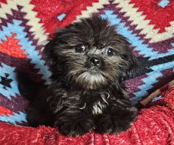 Medium Photo #2 Shih Apso Puppy For Sale in WALSH, IL, USA