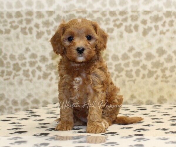 Medium Photo #3 Cavapoo Puppy For Sale in DENVER, PA, USA