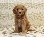 Small #2 Cavapoo