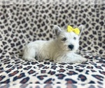 Small #4 West Highland White Terrier