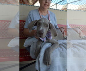 Great Dane-Unknown Mix Dogs for adoption in McKinney, TX, USA