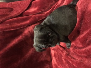 Pug Puppy for sale in CENTRAHOMA, OK, USA