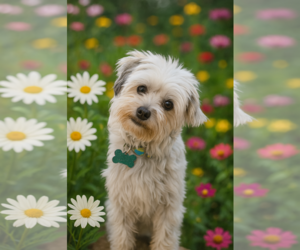 Havanese Dogs for adoption in Gulfport, MI, USA
