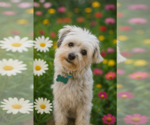 Small Havanese