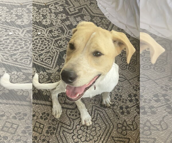 Medium Photo #1 Lab-Pointer Puppy For Sale in San Antonio, TX, USA