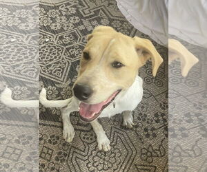 Lab-Pointer Dogs for adoption in San Antonio, TX, USA