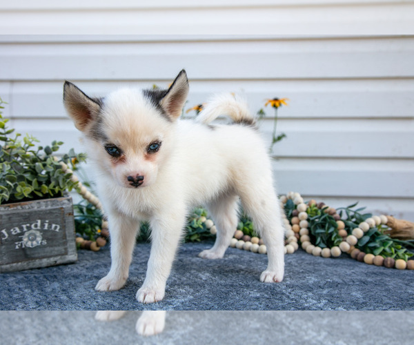 Medium Photo #13 Pomsky Puppy For Sale in ELIZABETHTOWN, PA, USA