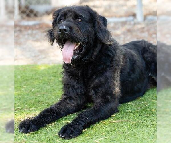 Medium Photo #2 Poodle (Standard)-Unknown Mix Puppy For Sale in Camarillo, CA, USA