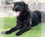 Small #1 Poodle (Standard) Mix