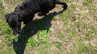 Labmaraner Puppy for sale in GERMANTOWN, TN, USA
