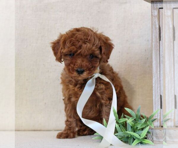 Medium Photo #5 Cavapoo Puppy For Sale in NEWMANSTOWN, PA, USA