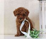 Small #4 Cavapoo